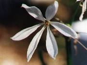 Crinum flaccidum.